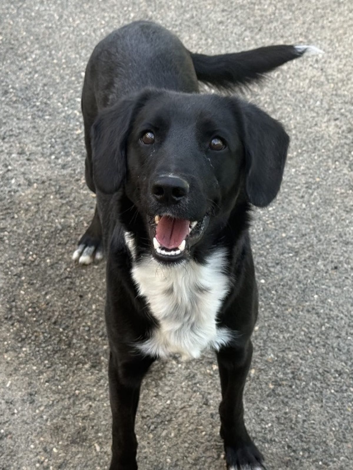 Cooper