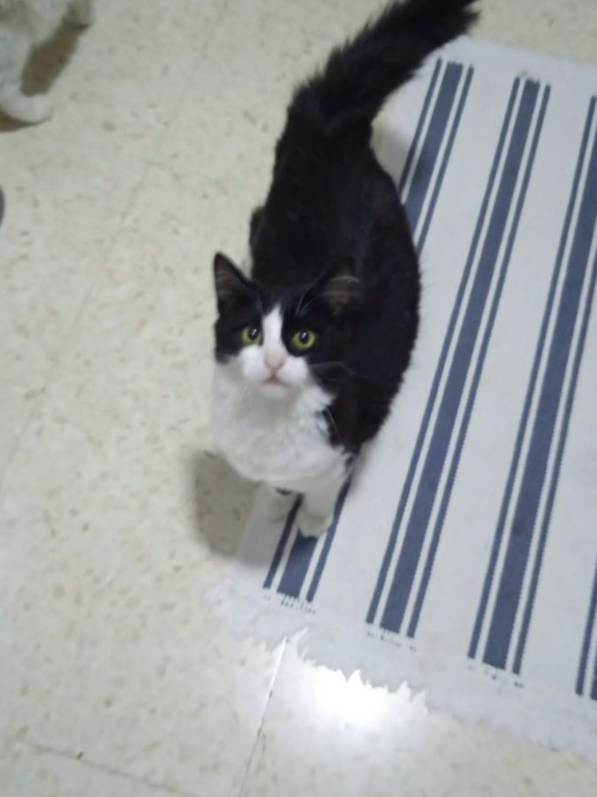 Felisa