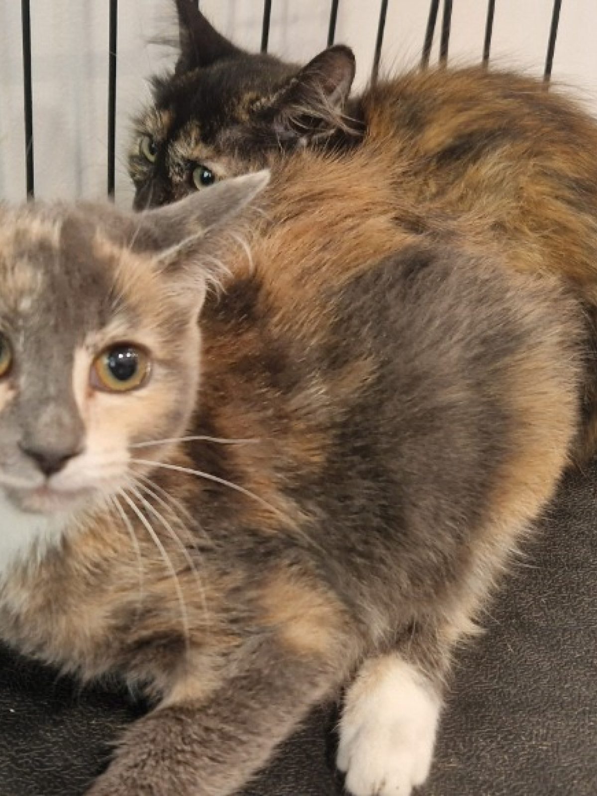 Myrtille