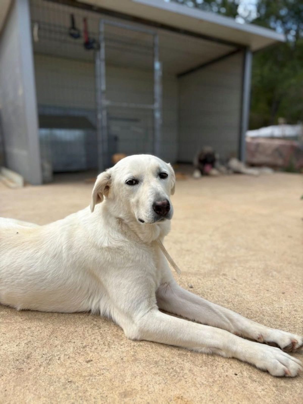 belka