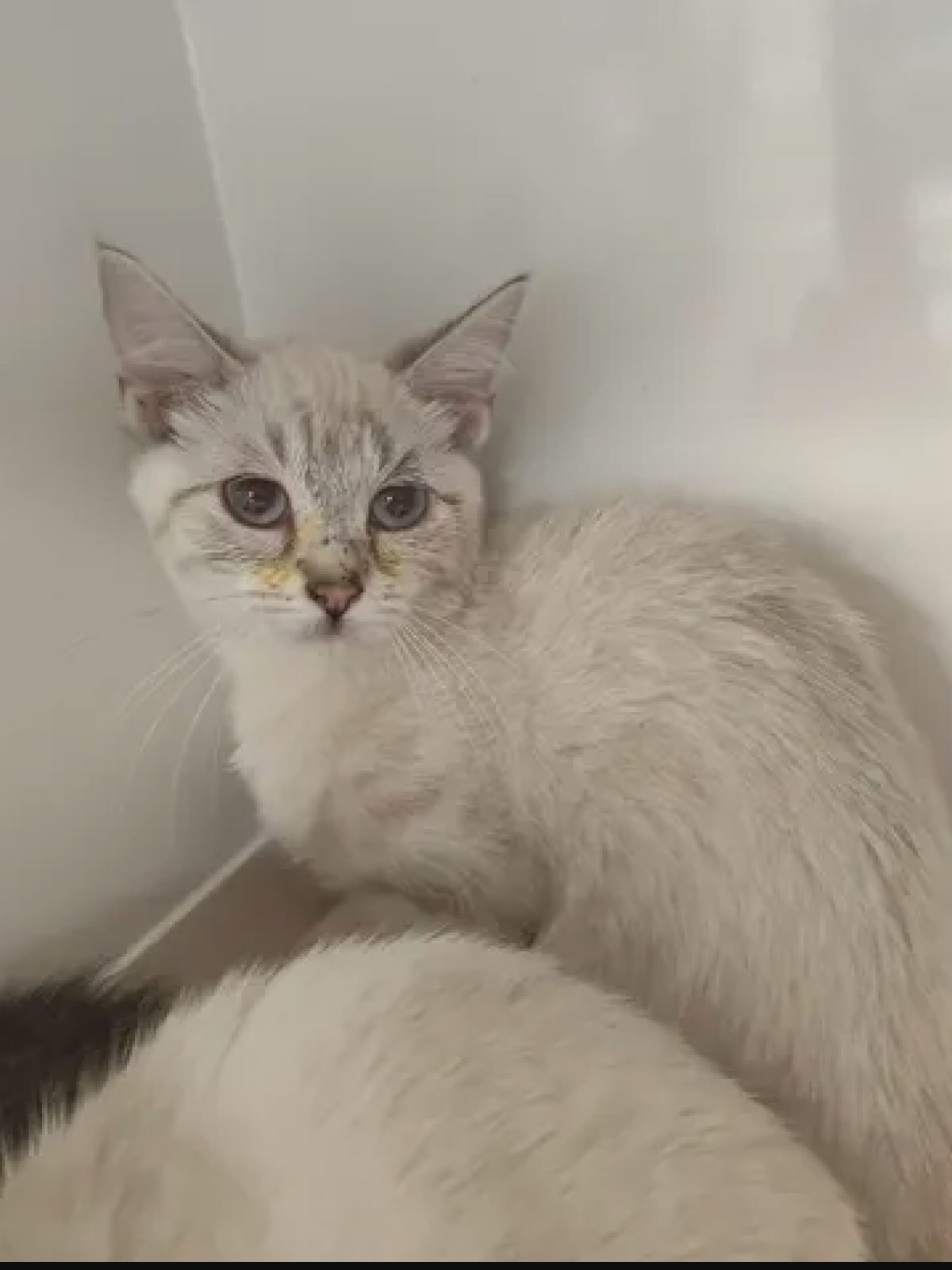 Sheila