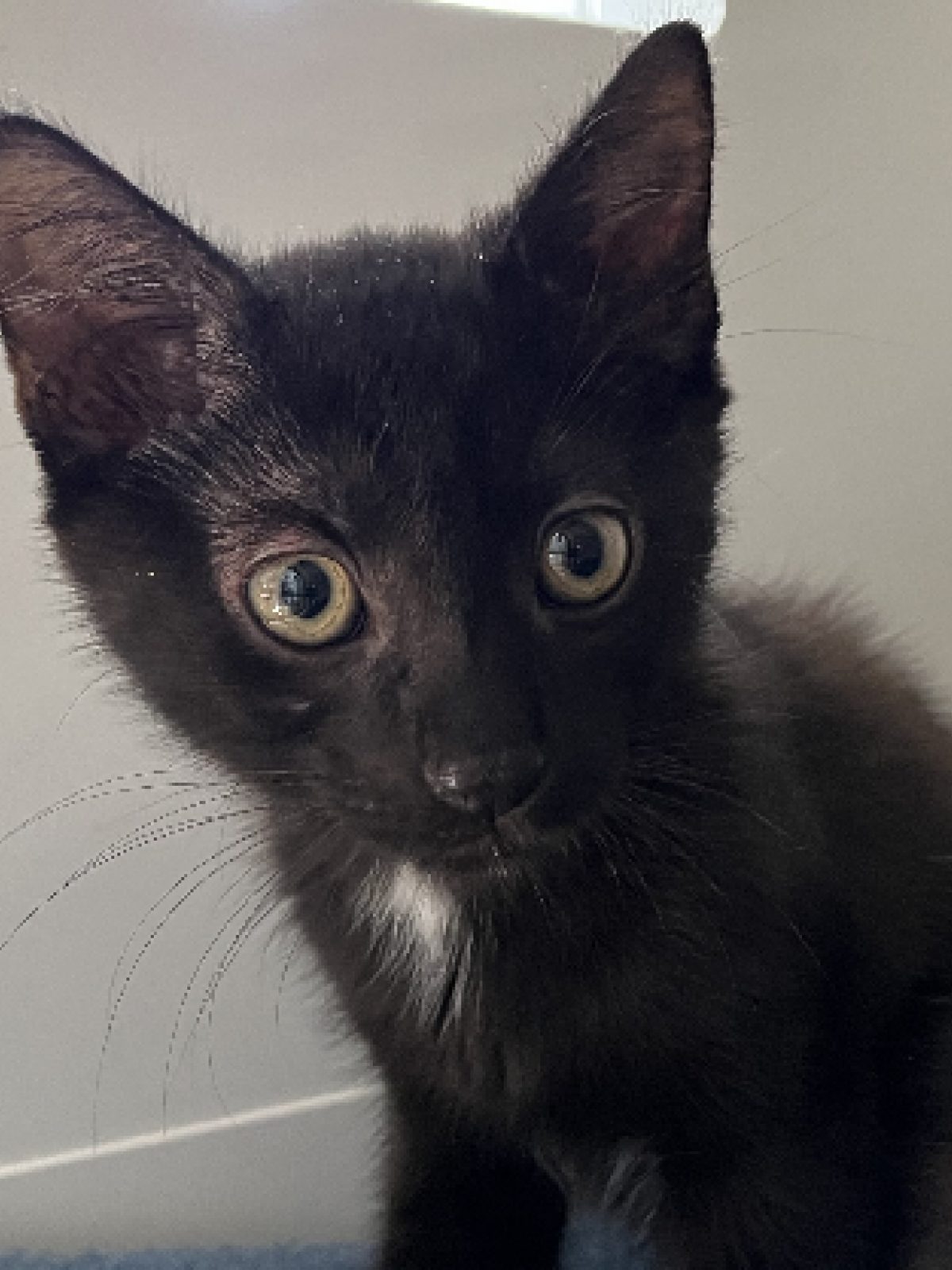 Tim