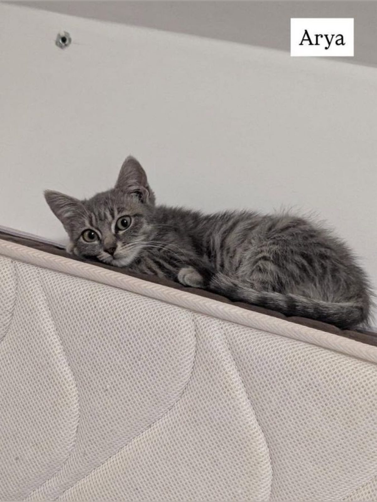 Arya