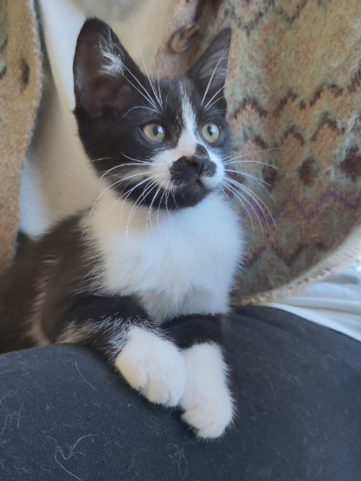 Socks