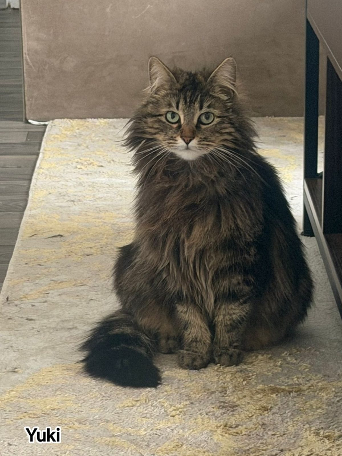 Yuki
