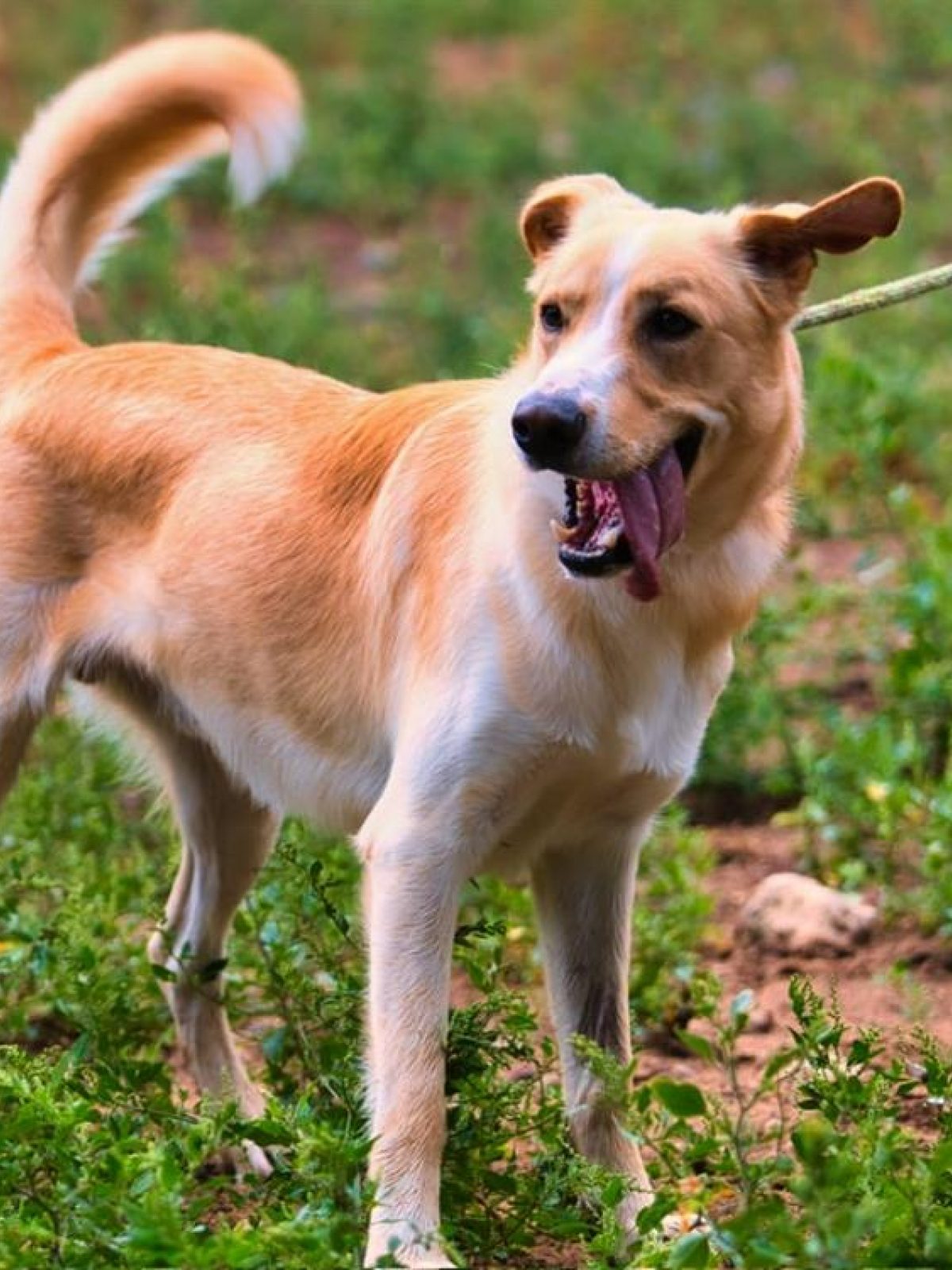 Giulio