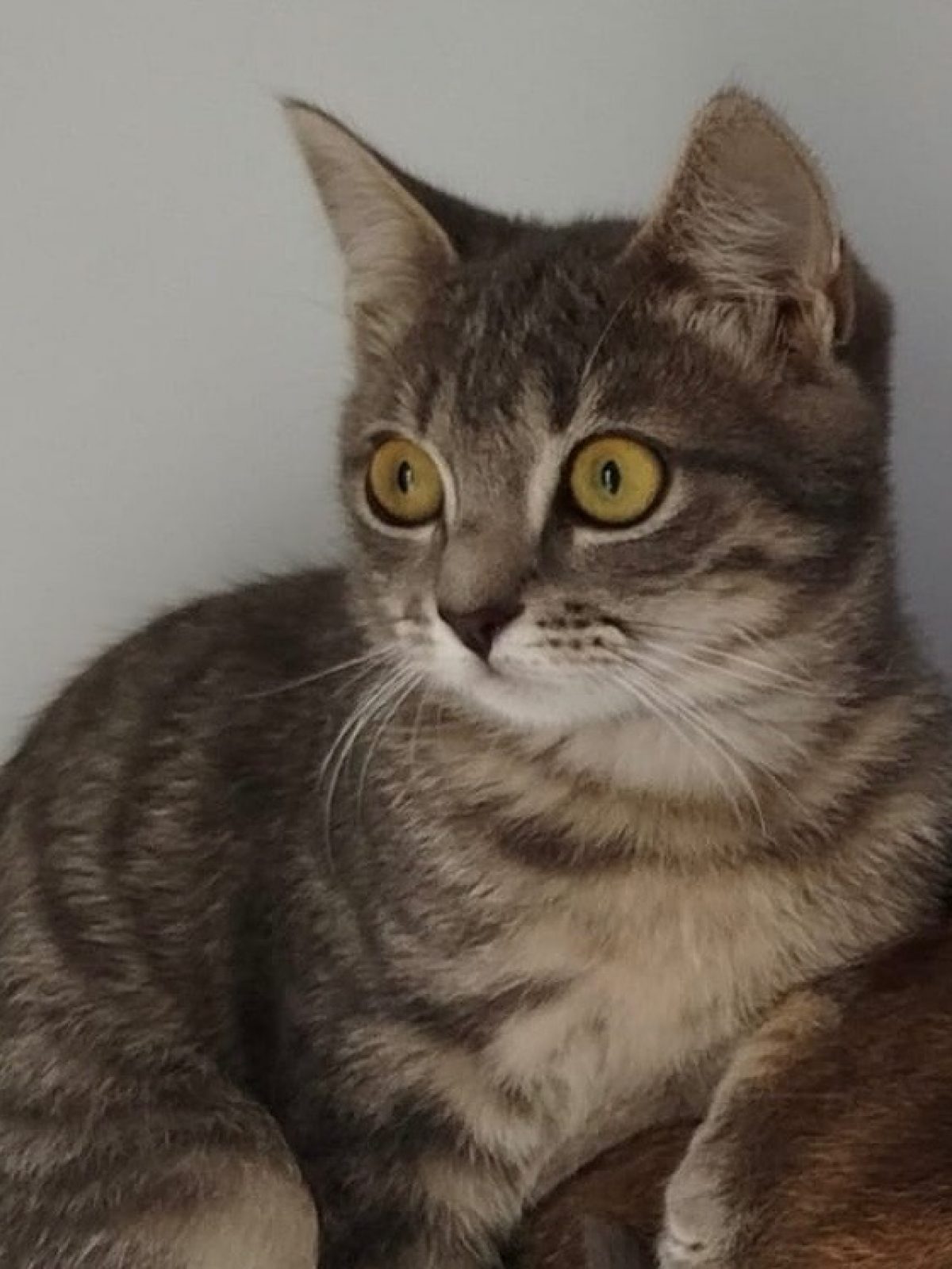 Maeva