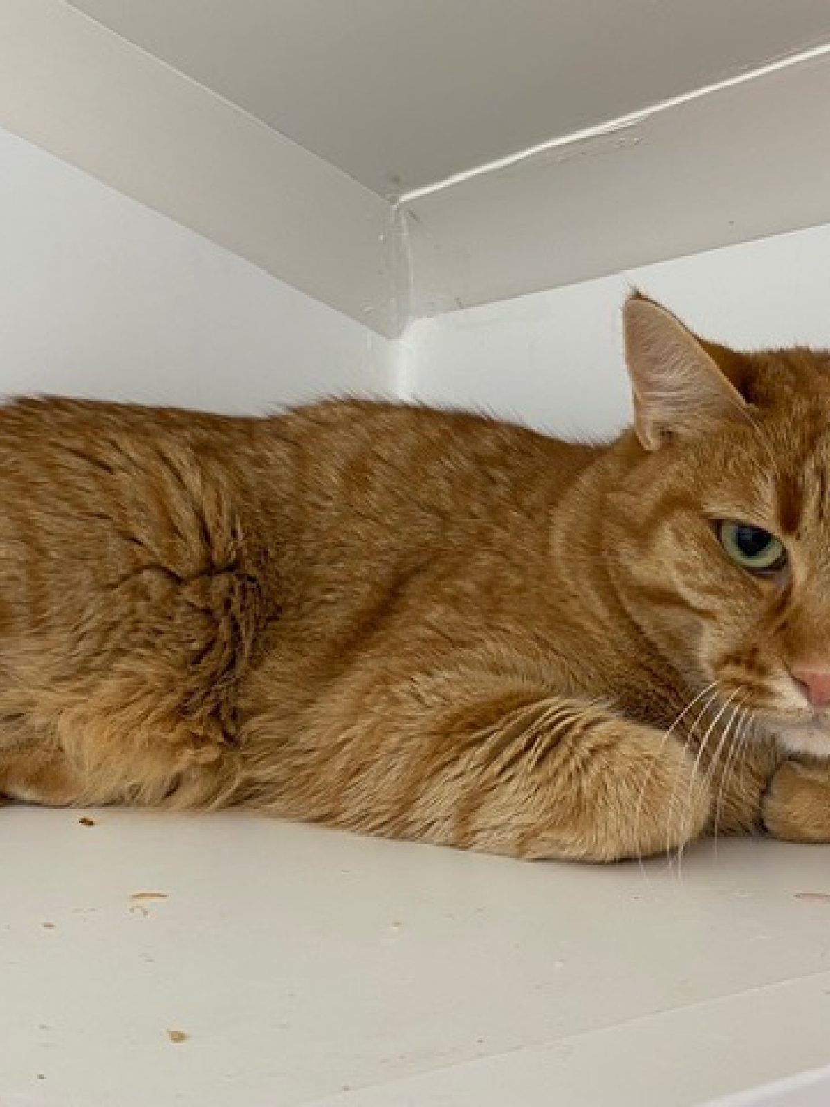 Everdell