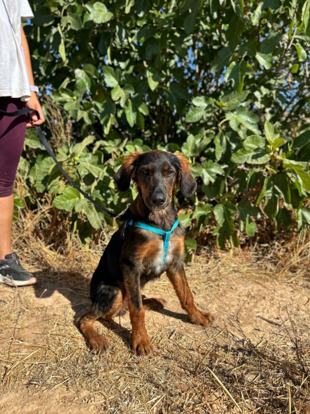 TARZAN