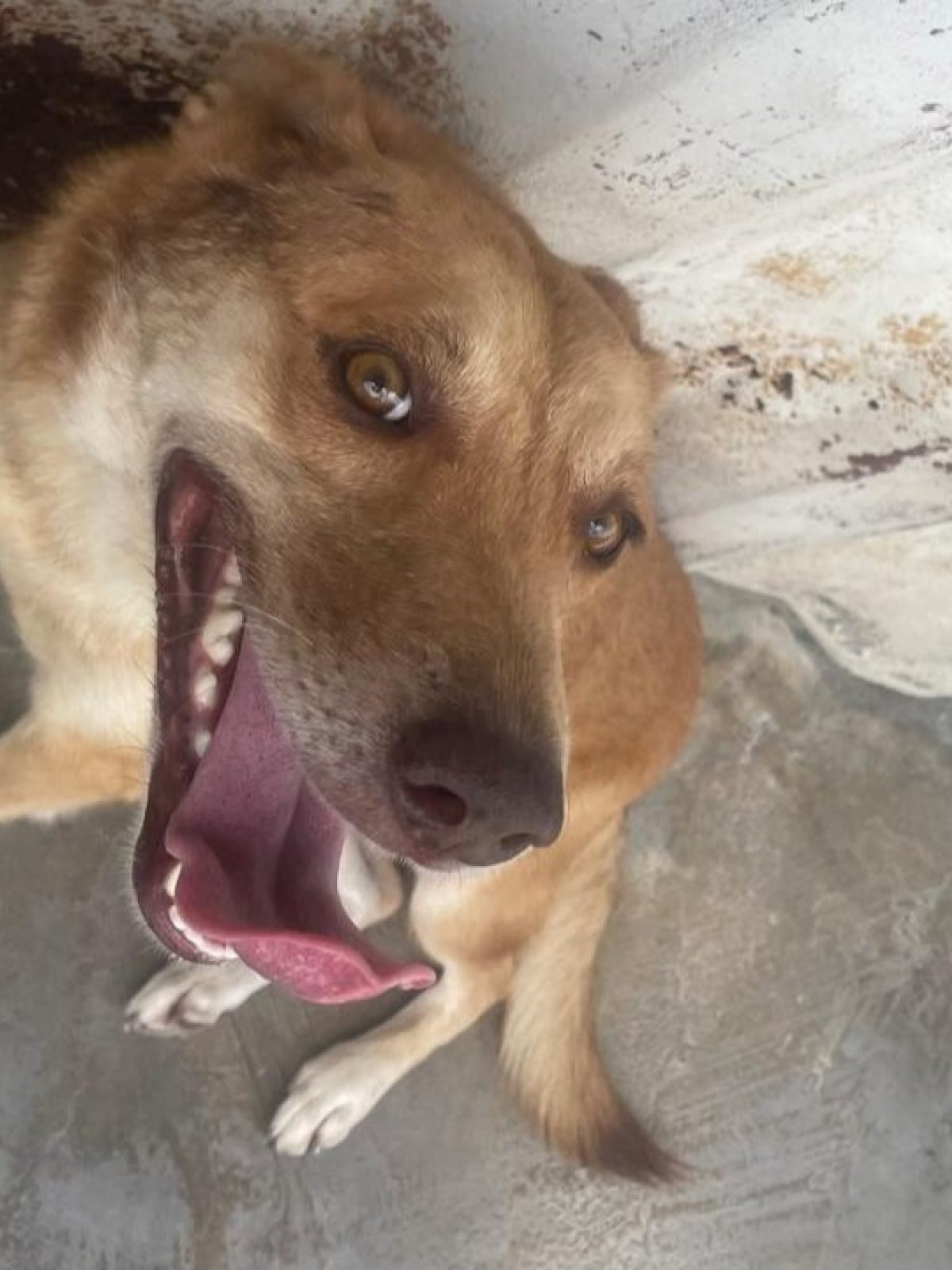 Tacha
