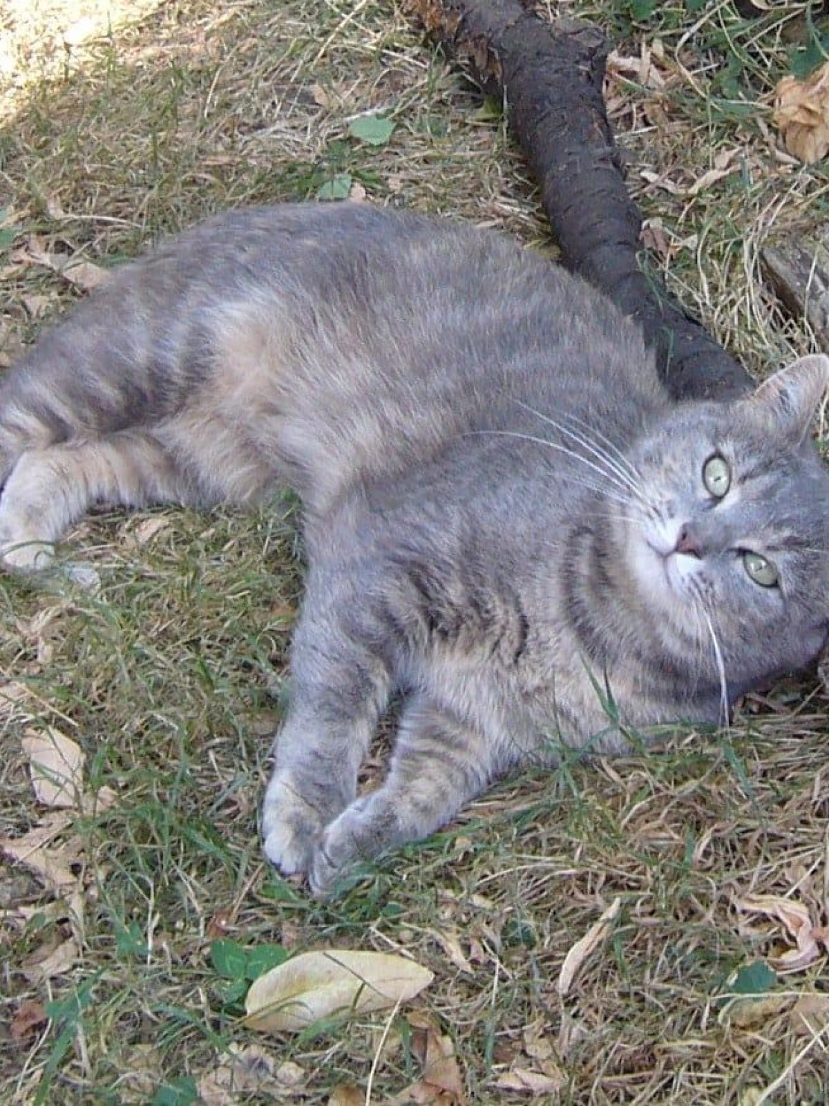 Souris