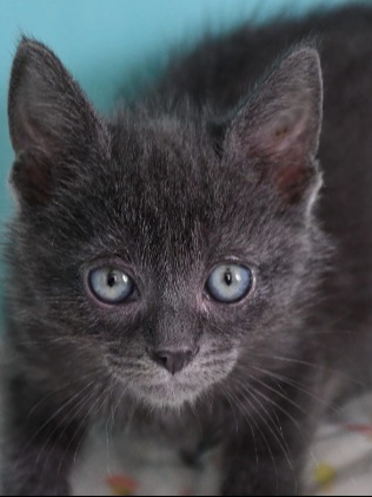Coco