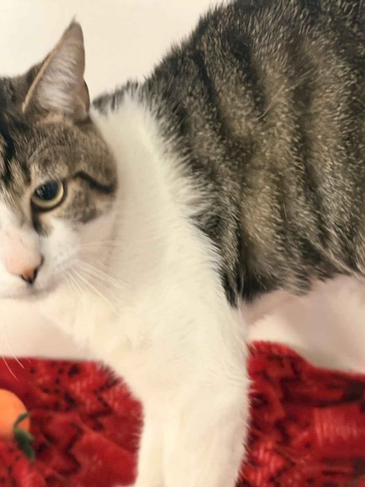 Psychocat