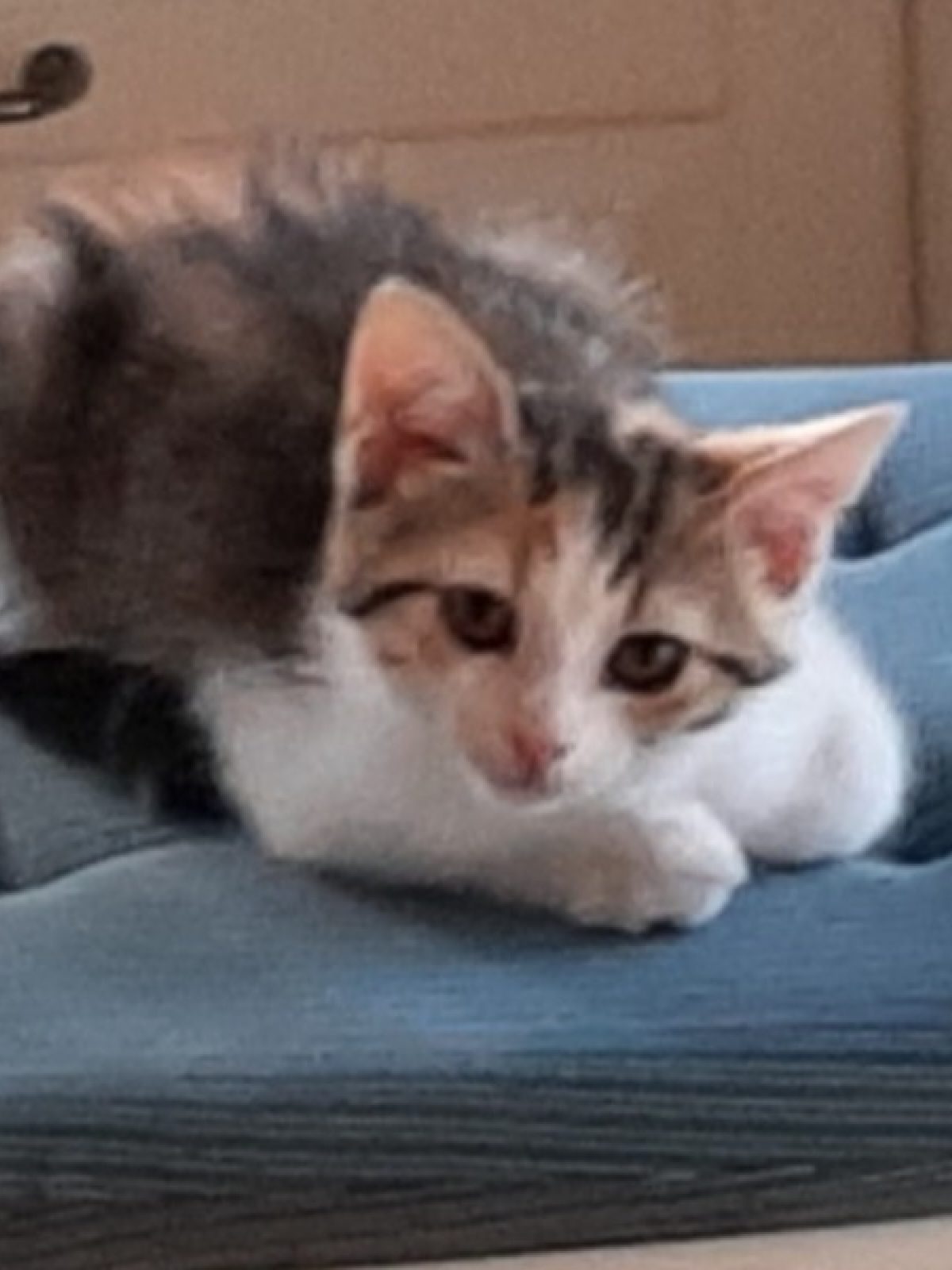 Amy