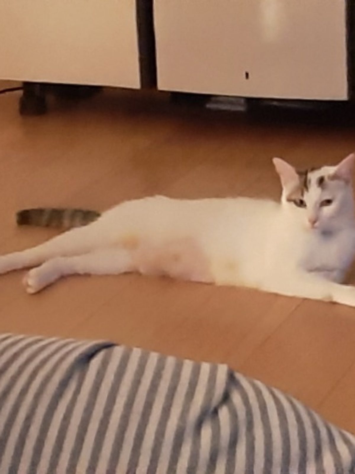 Noisette