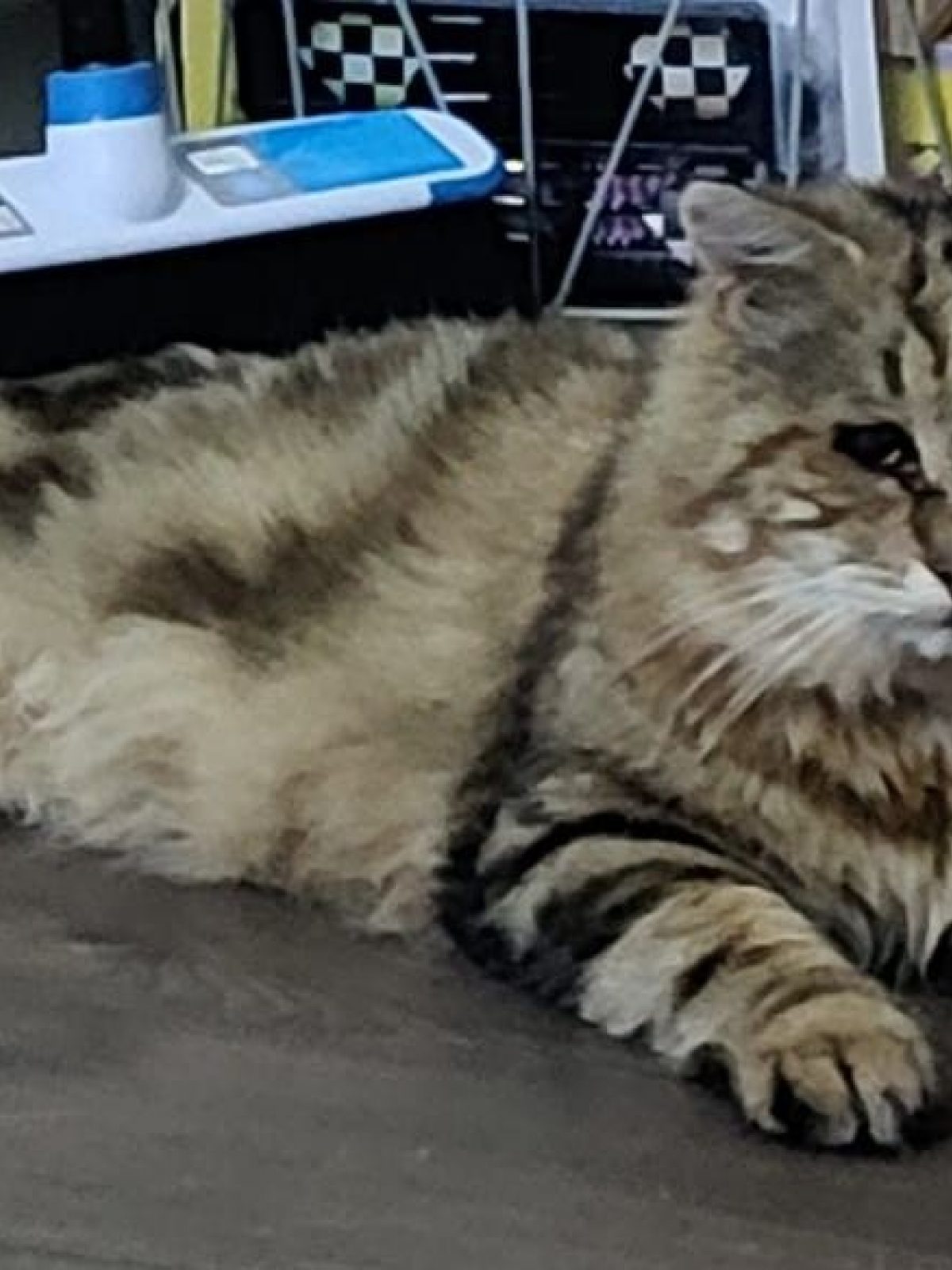 Poupoune