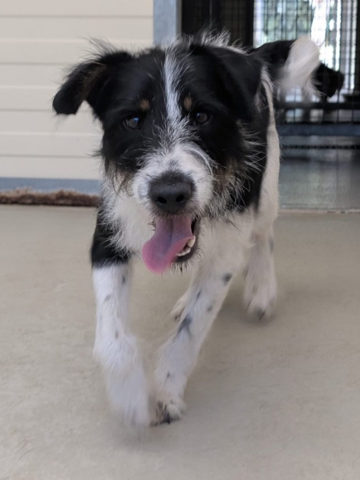 Otis