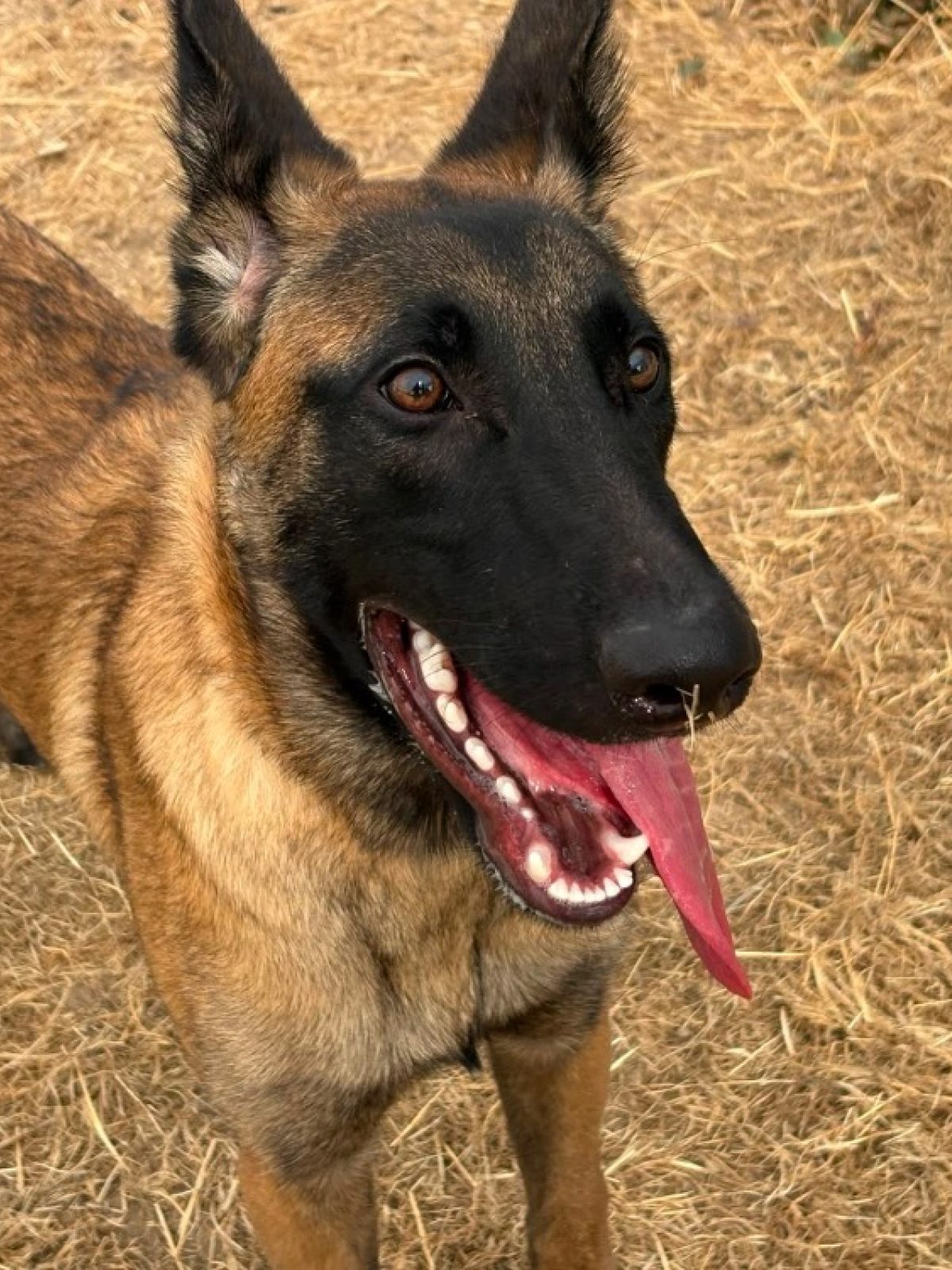 Bosko
