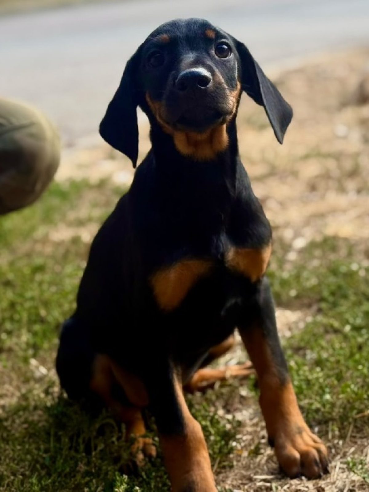 Reza