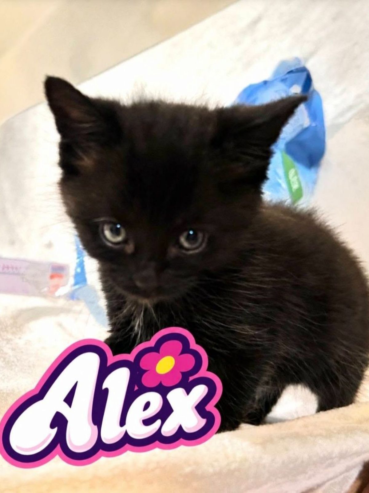 Alex ( Femelle)