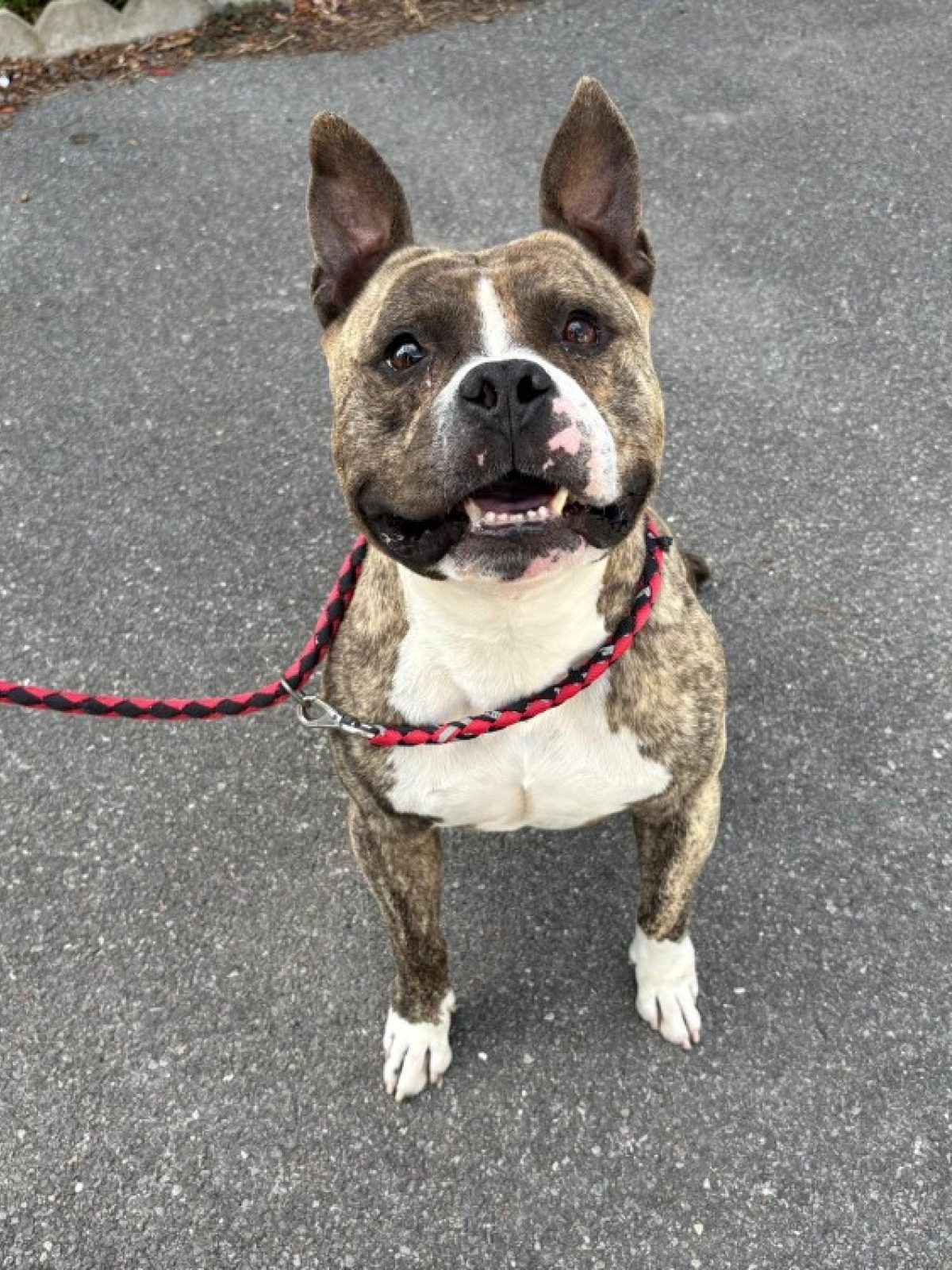 Tyson