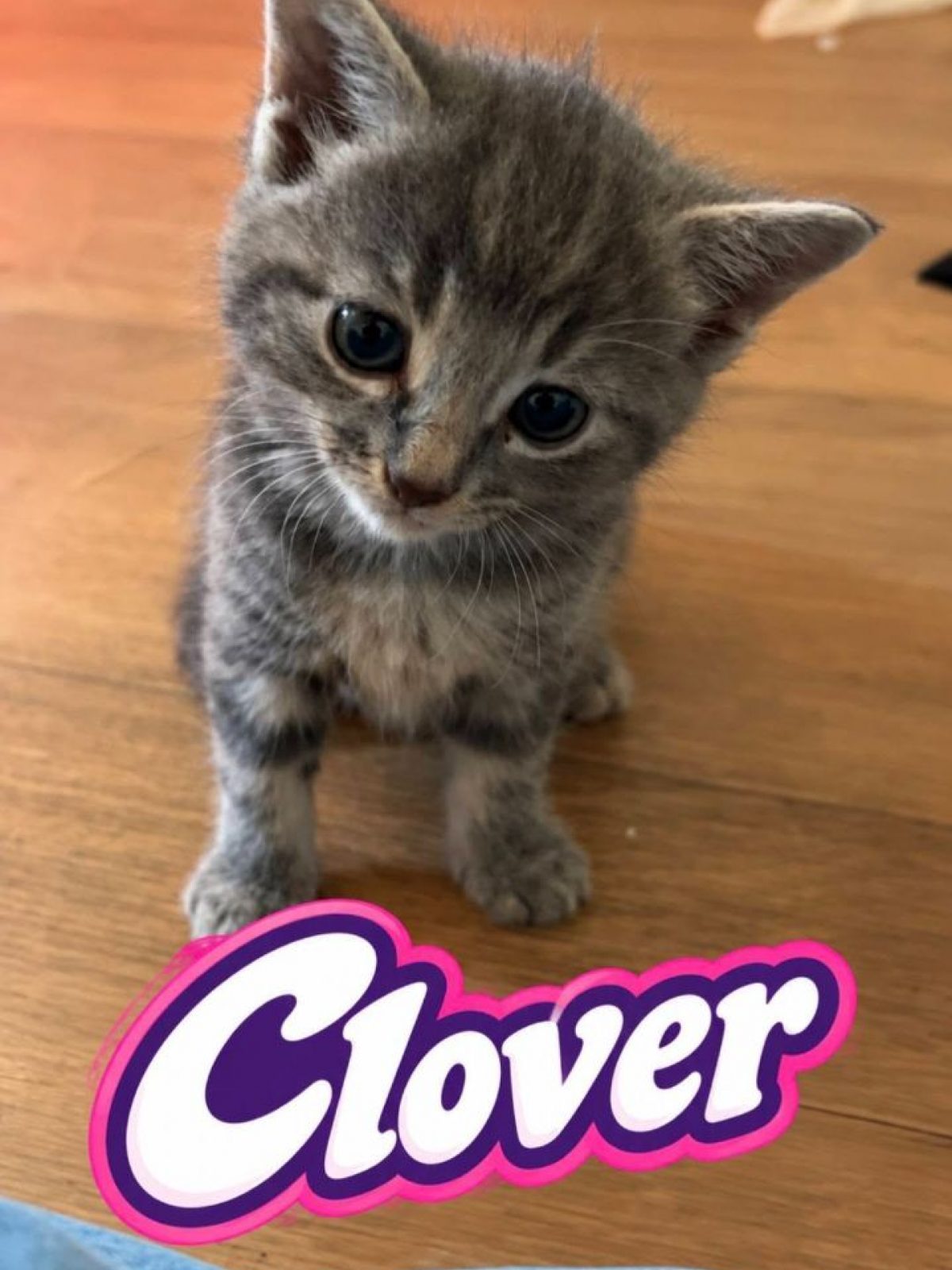 Clover