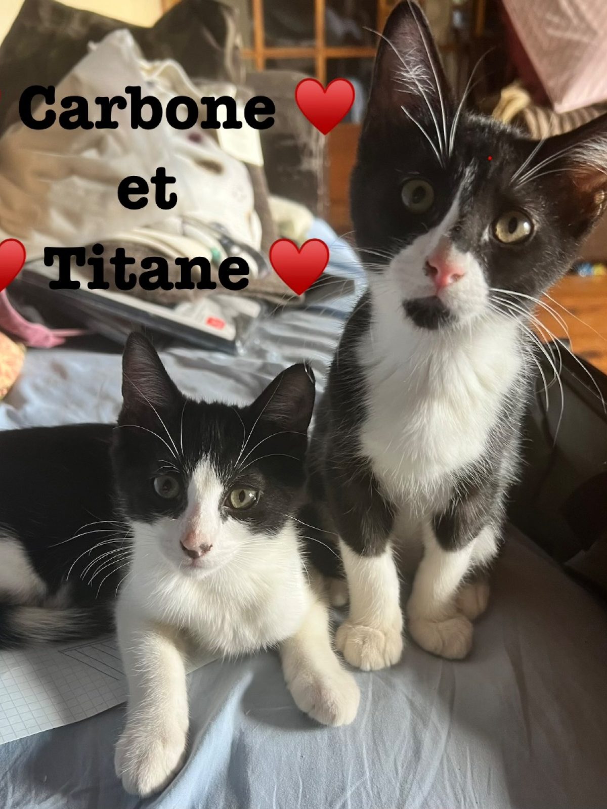 CARBONE ET TITANE