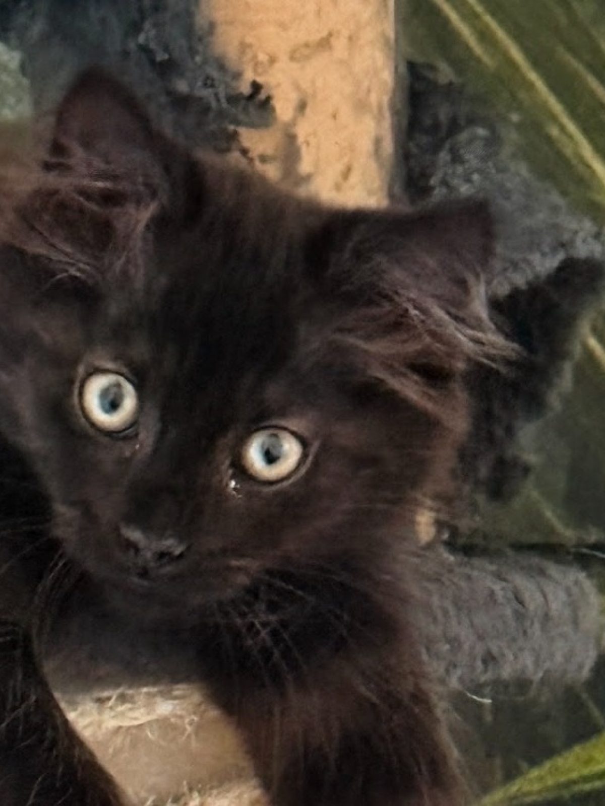 Sid