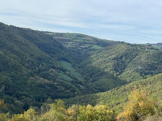 Terrain boisé – forêt