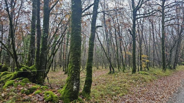 Terrain boisé – forêt