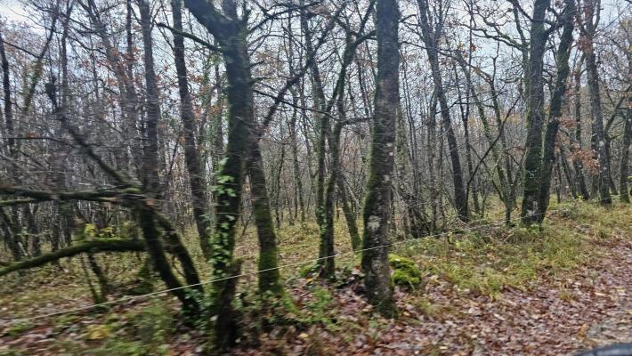 Terrain boisé – forêt