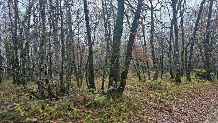 Terrain boisé – forêt