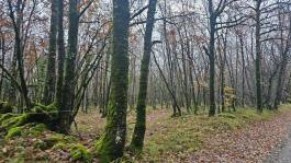 Terrain boisé – forêt