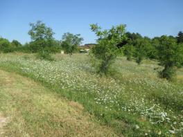 DORDOGNE- COUX ET BIGAROQUE- TERRAIN