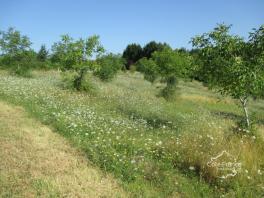 DORDOGNE- COUX ET BIGAROQUE- TERRAIN