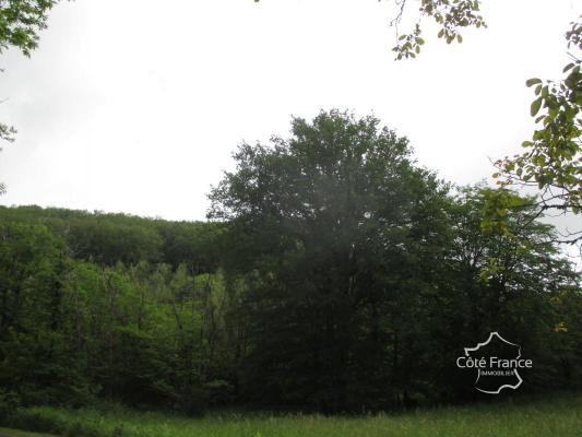 DORDOGNE-  SAINTEFOY DE BELVES- 24170. FORET