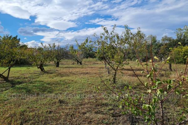 vente terrain agricole