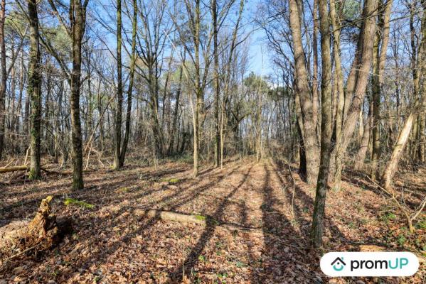 Terrain (forêt) de 770 m2 à CHÂTILLON-SUR-CHER