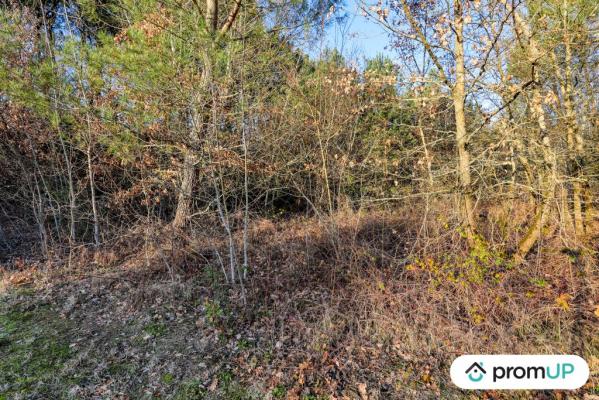 Forêt de 1595 m2 à CHÂTILLON-SUR-CHER