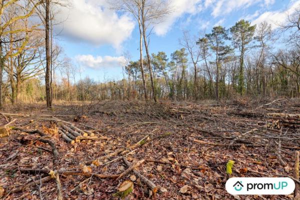 Forêt de 3925 m2 à CHÂTILLON-SUR-CHER