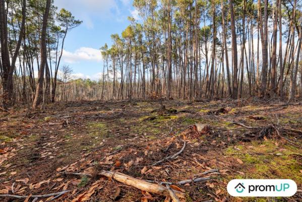 Forêt de 1570 m2 à CHÂTILLON-SUR-CHER