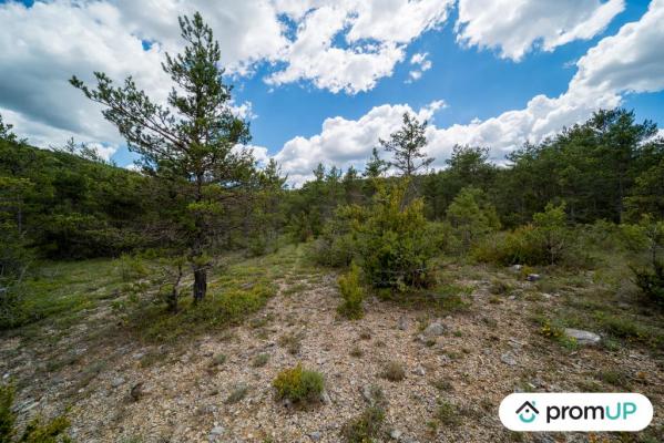 Forêt de 92370 m2 à TRIGANCE